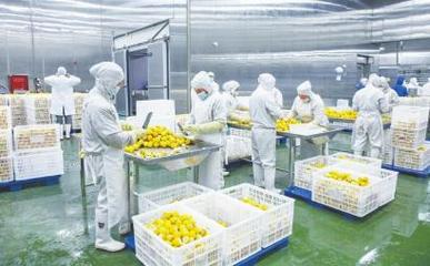 四川德順源食品股份 凍干食品出口繁忙，工人加緊生產(chǎn)迎海外市場(chǎng)